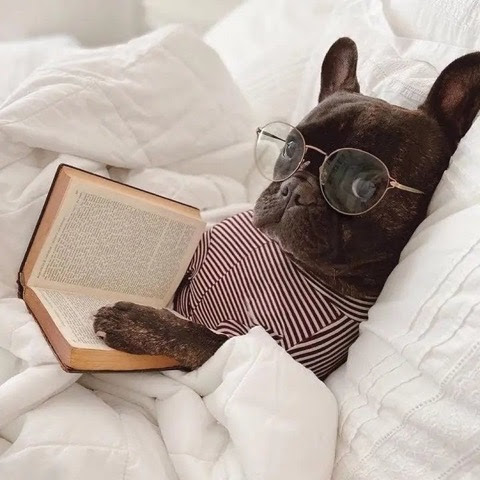 Read-Dog-Glasses-in-Bed