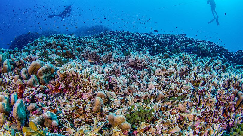 Los buzos de National Geographic Pristine Seas miden la colonia de coral más grande del mundo en las Islas Salomón.