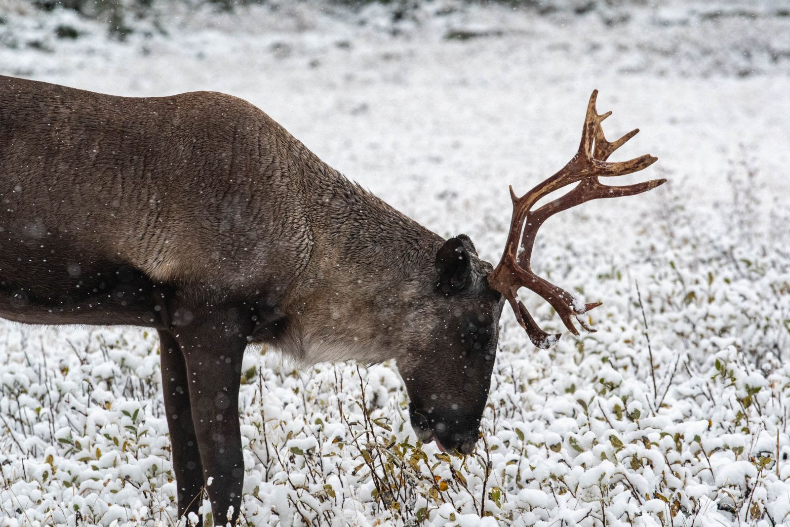 A woodland caribou is shown in profile eating a small shrub among a snowy backdrop. 