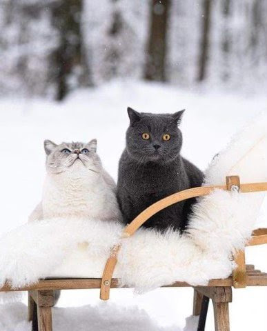 Cats-Winter-warm-chair