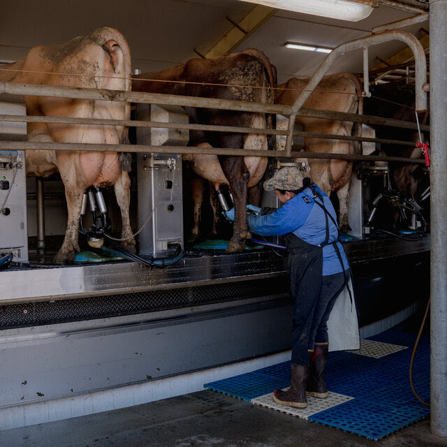 A farmworker wearing boots and an apron adjusts a milking machine hooked up to a cow on a tall, circular platform. Several other cows are lined up in a row, similarly hooked up.