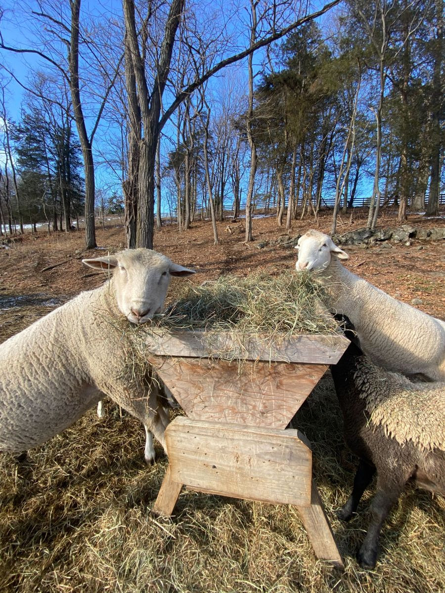 Sheep Eating