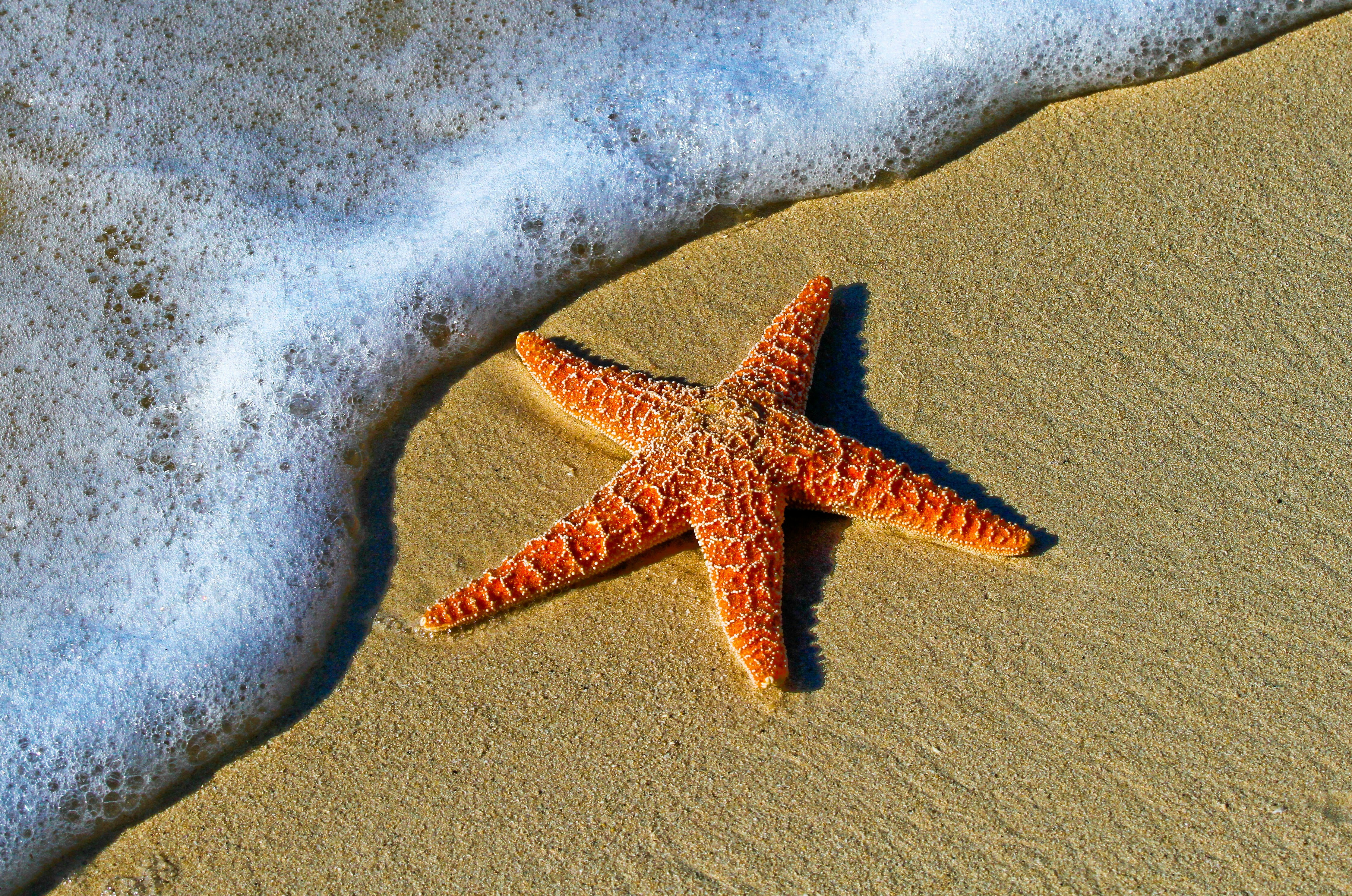 A single orange starfish with five arms on a sand beach with foamy water rolling up the beach. Photo by Pedro Lastra via Unsplash.