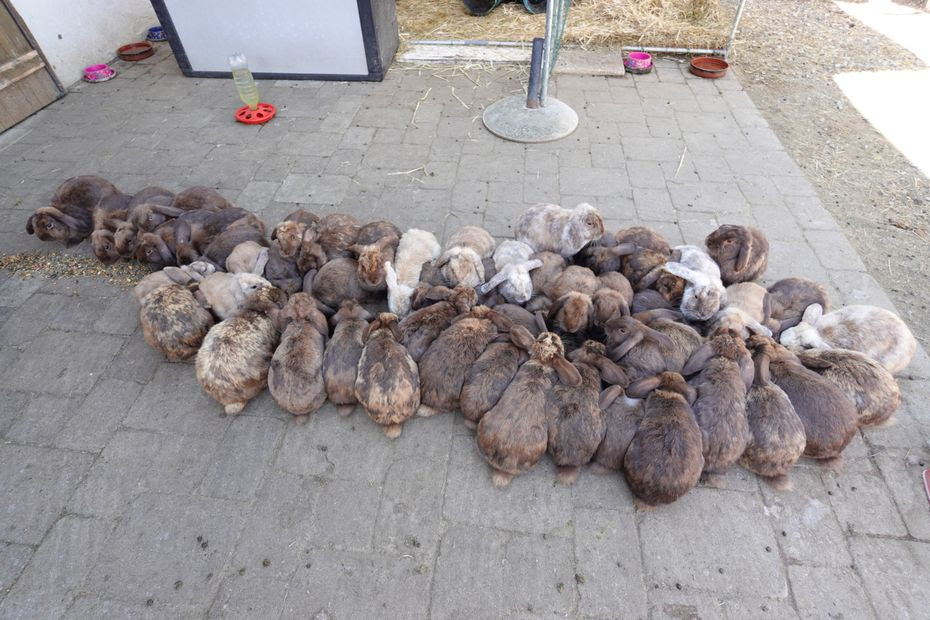 Elle adopte un couple de lapins et se retrouve avec 70 animaux chez elle : 'Une forme de maltraitance' pour le refuge qui les a secourus