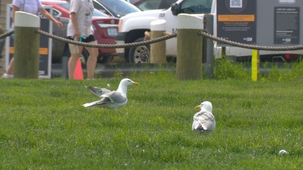 Eyesore motel is gone but the seagulls remain