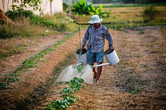 Farmer watering crops - 123RF 