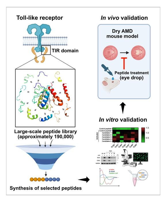 Schematic representation of the construction and screening of a large-scale peptide library targeting TLR signaling proteins, followed by efficacy validation in cellular and animal models.