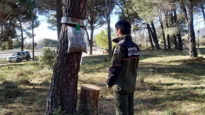 La Comunidad despliega una campaña para controlar la oruga en los pinares con trampas de feromonas o cajas nido