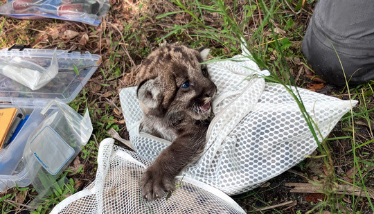 Florida panther kitten from FP269 during its health assessment