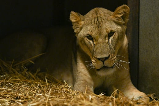 La lionne Lira après son arrivée à Pairi Daiza en Belgique. © The Big Cat Sanctuary