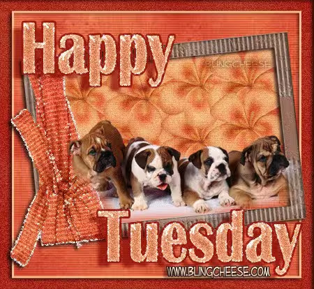 Tuesday-Happy-Dogs-Orange