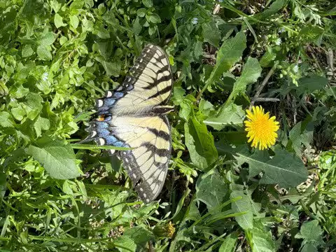 Butterfly-on-Dandellion