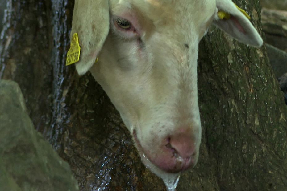 Fièvre catarrhale ovine : propagation rapide de la maladie dite de 'la langue bleue' qui frappe moutons et brebis