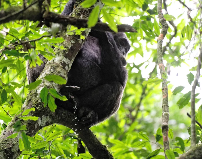 Chimpanzee urinating in tree