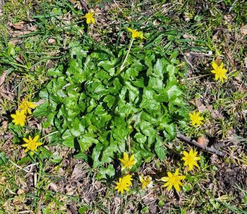 Lesser celandine, a spring ephemeral plant, has shiny green leaves and glossy yellow flowers.