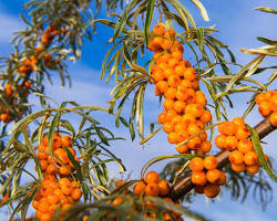 Image de Sea buckthorn in Mongolia