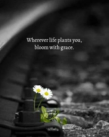 Grace-planted-blooms