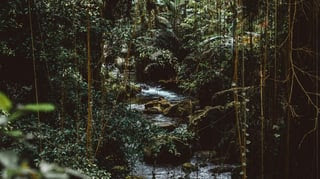 Outdoor shot by Joshua Newton on Unsplash