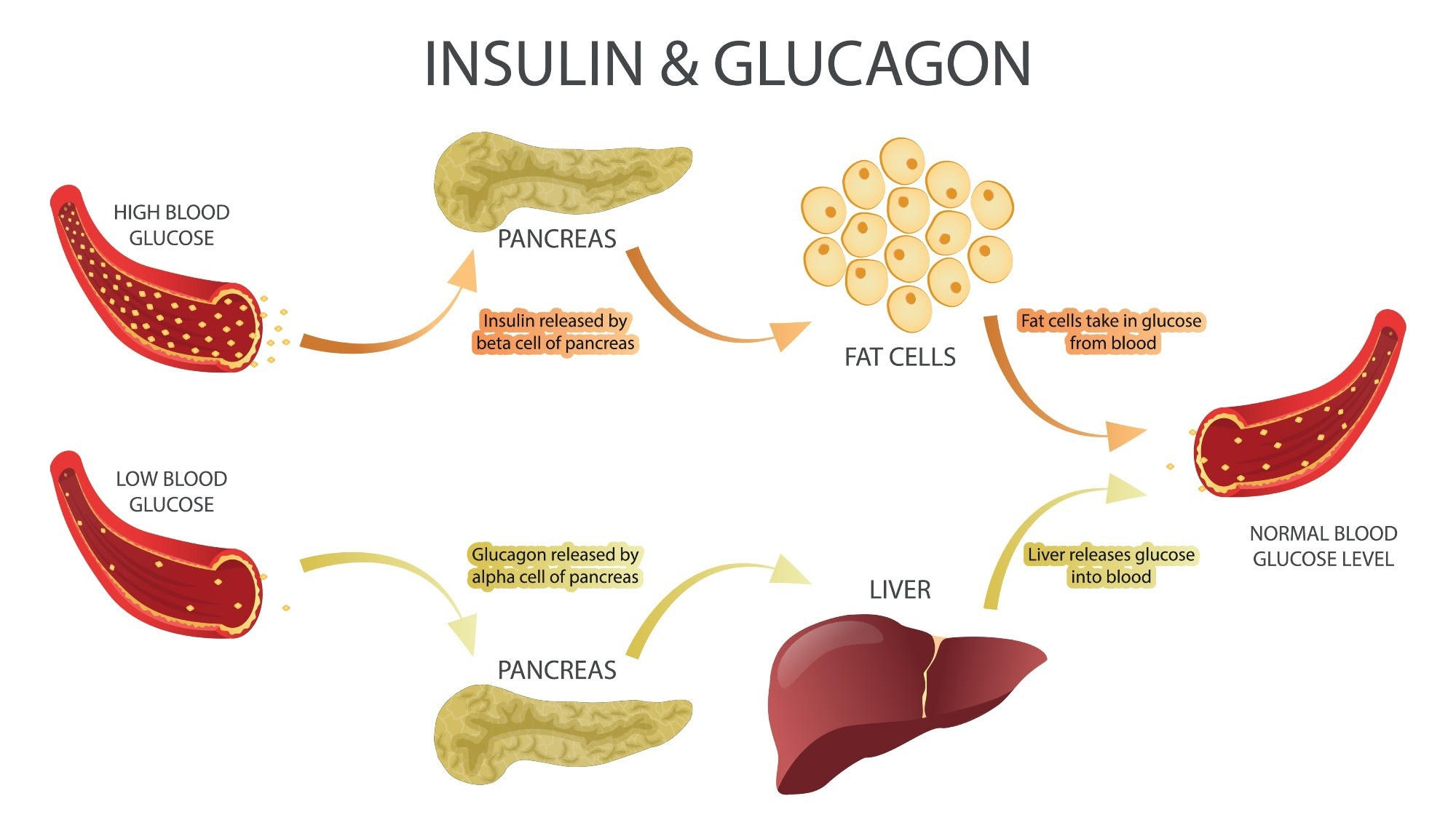 Diagram explaining the roles of insulin and glucagon in regulating blood glucose levels. It includes high blood glucose triggering insulin release by beta cells in the pancreas, which prompts fat cells to take in glucose, returning blood glucose to normal. Conversely, low blood glucose triggers glucagon release by alpha cells in the pancreas, prompting the liver to release glucose into the blood, restoring normal glucose levels.