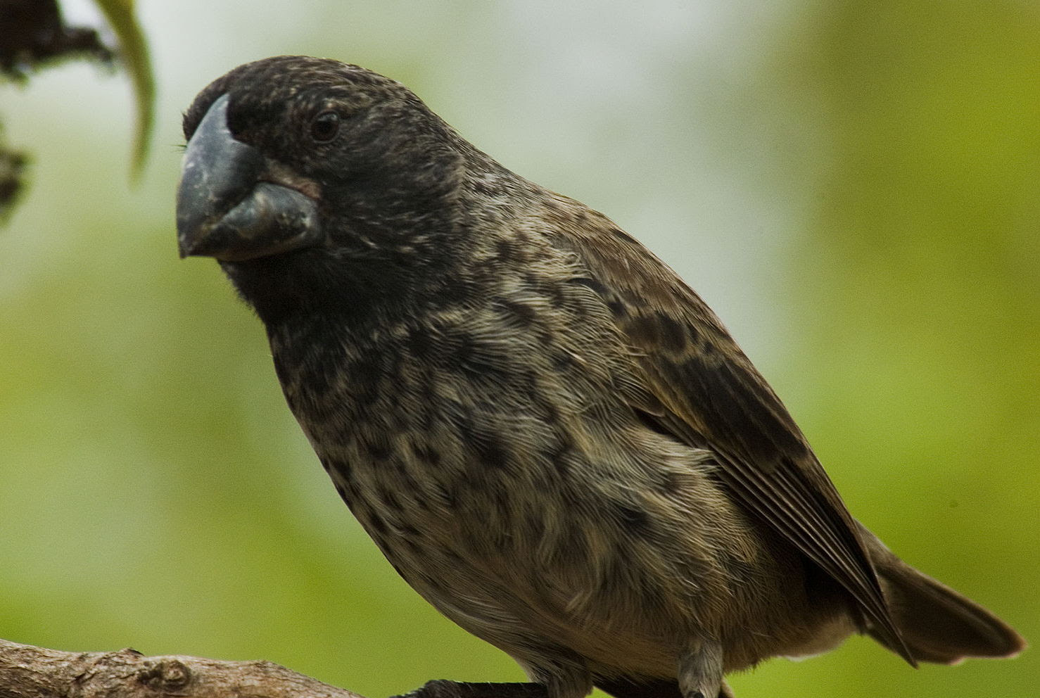 Photo of a finch bird