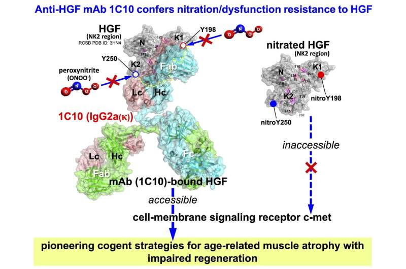 Developing an antibody to combat age-related muscle atrophy