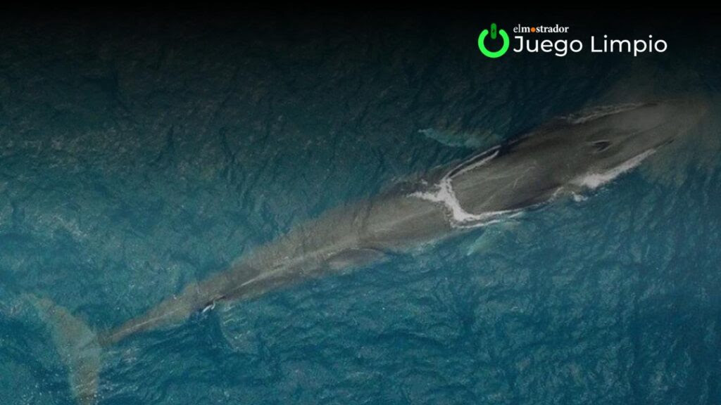 Ballena fin en el Archipiélago de Humboldt