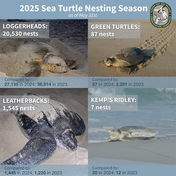 Collage of four images of sea turtle species with nesting numbers.