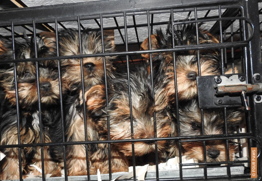 Puppy's in een kooi
