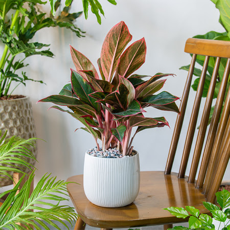 TIPS - July - Indoor Garden and Plant Ideas For Your Home 