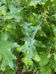 Light green spots on an oak show signs of oak leaf blister. 