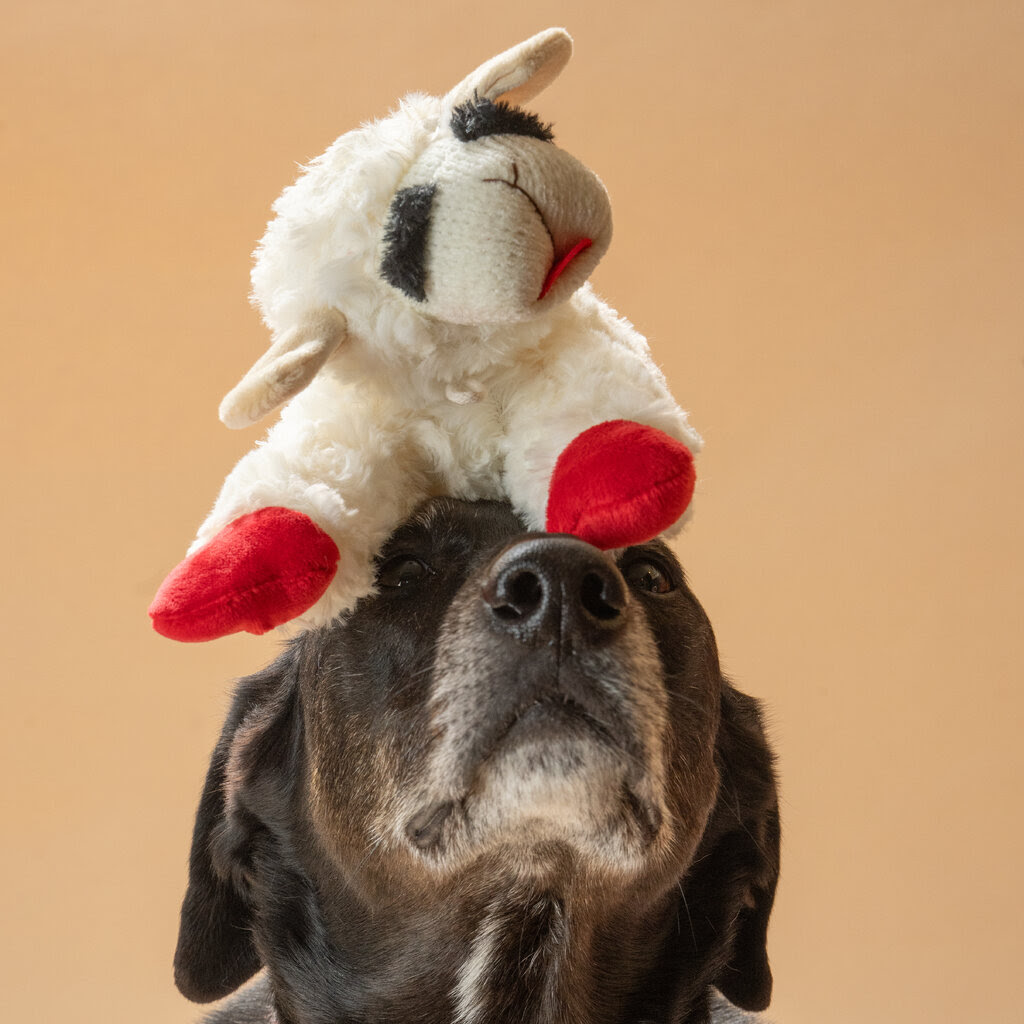 A black and white dog with a red collar sits patiently with a stuffed lamb toy balanced on its head. The dog is looking up expectantly, perhaps waiting for a treat or command.