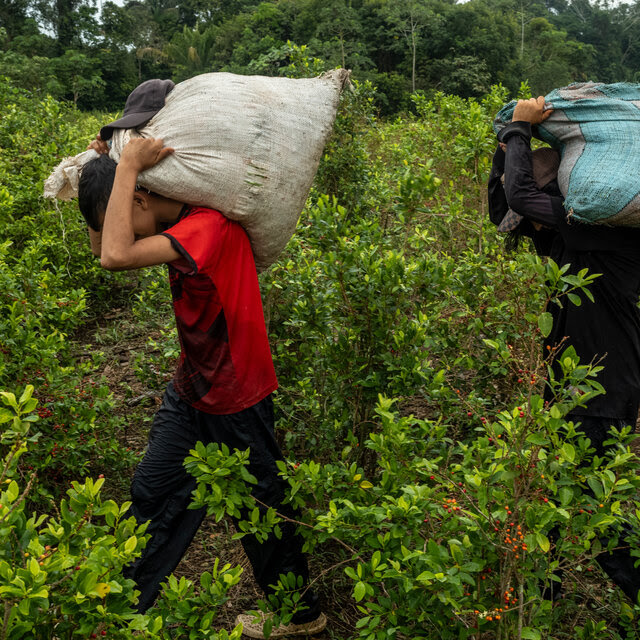 Two people hold bundles on their shoulders as they walk through a field.