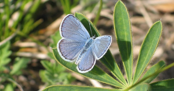 a pale blue butterfly with pale black veining on the white-rimmed wings perches on a green plant with narrow, round-edged leaves