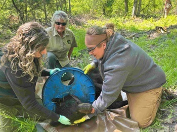Three women from the DNR's wildlife staff work to remove a round, blue, plastic lid from the neck of an anesthetized black bear
