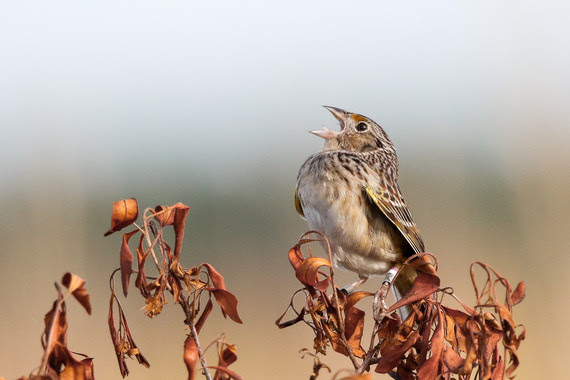 Florida Grasshopper Sparrow singing while perched on a branch of dry leaves.