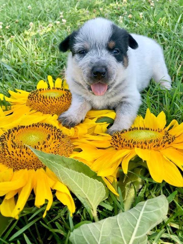 Dog-Sunflowers