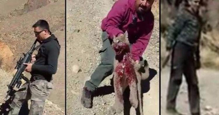 Cazan y torturan a este cachorro de puma, JUSTICIA
