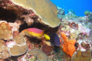 A Spanish hogfish (left) and yellowtail damselfish (right) peek out from a reef in the Gulf of Mexico.