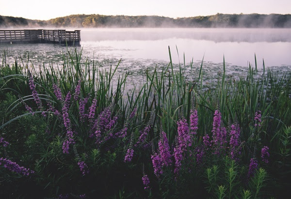bright, thin, purple and green flowers on shore in foreground, white mist rises off dark water as sunlight starts to filter into view