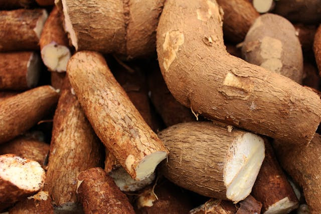 Photo of cassava roots