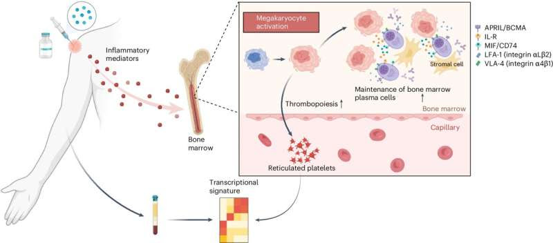 Blood test can predict how long vaccine immunity will last, study shows