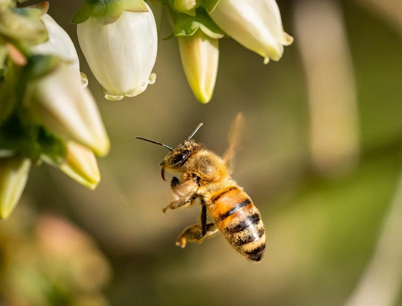 España debe prohibir el glifosato en usos no agrícolas