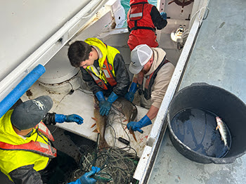 Experimental bottom gill netting aboard the SV Steelhead in 2024.