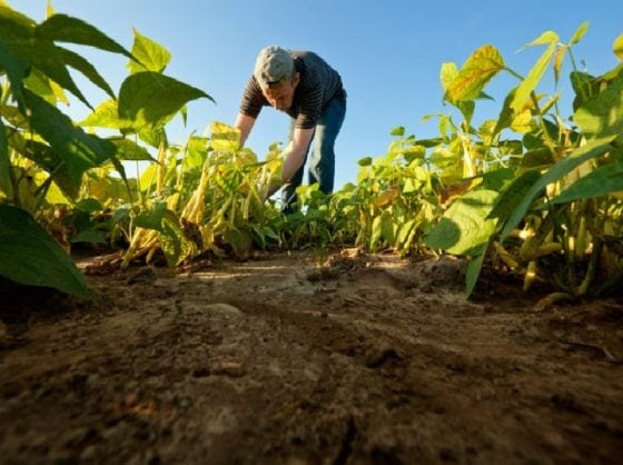 Viento Fresco en Monagas pasó de ser referencia agrícola a una zona de terrenos abandonados