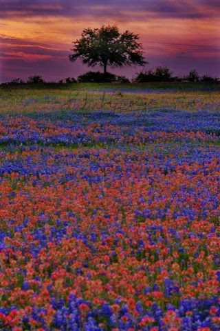 Bluebonnets-Indian-Paintbrush