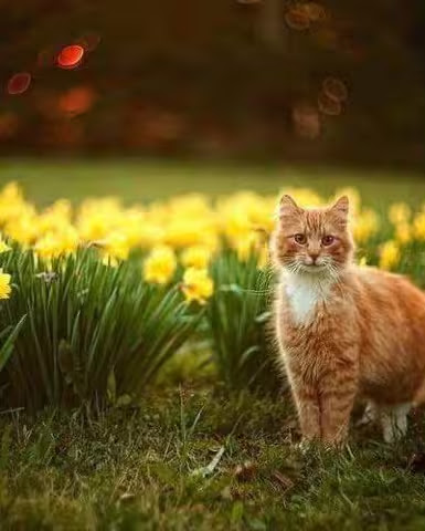 Cat-Spring-Daffodils
