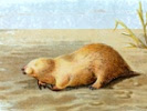 DNA study reveals marsupial mole's evolutionary secrets