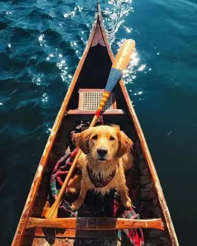 Sunshine-Dog-in-Canoe