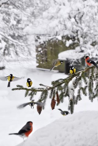 Winter-Birds