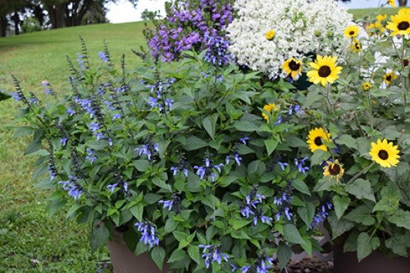 Rockin Blue Suede Shoes salvia, Suncredible sunflower